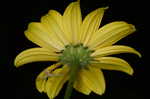 Smooth oxeye